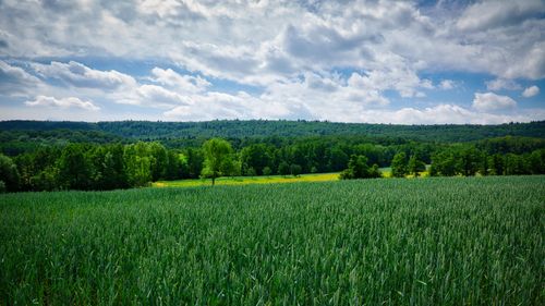 Free A lush green field under a cloudy sky in Maulbronn, capturing summer's beauty in Germany. Stock Photo