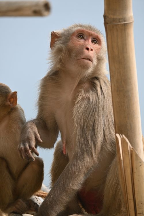 Metal Rhesus Monkey Baby Monkey on a Metal Rail Looking Curious · Free Stock Photo