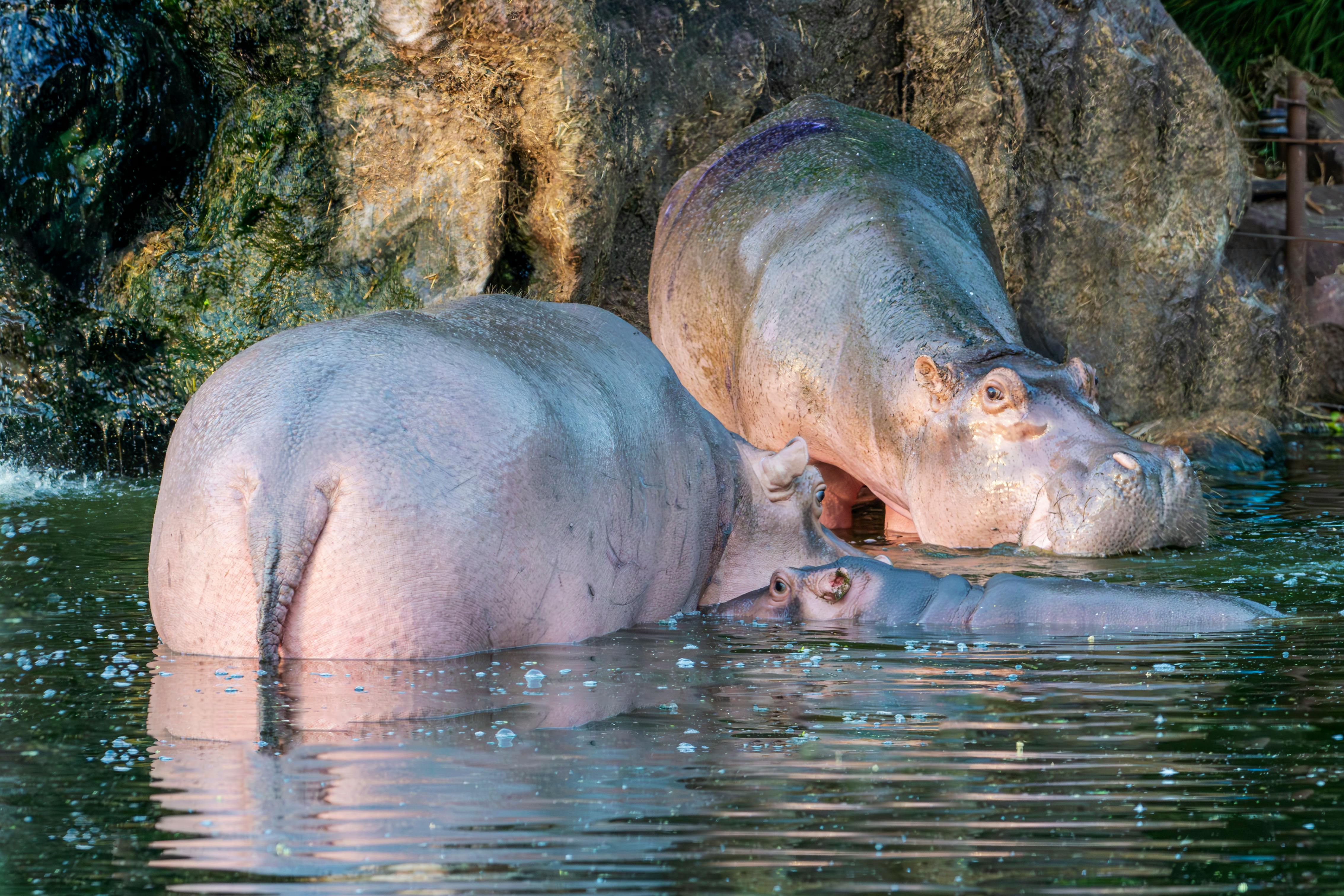 A mother hippopotamus with her baby submerged in a watery habitat near a rocky area.