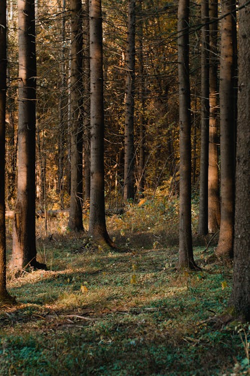 Bezpłatne Drzewa W Lesie Zdjęcie z galerii