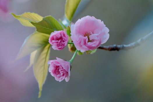 Close-up of cherry blossoms in full bloom, showcasing pink petals and vibrant green leaves.