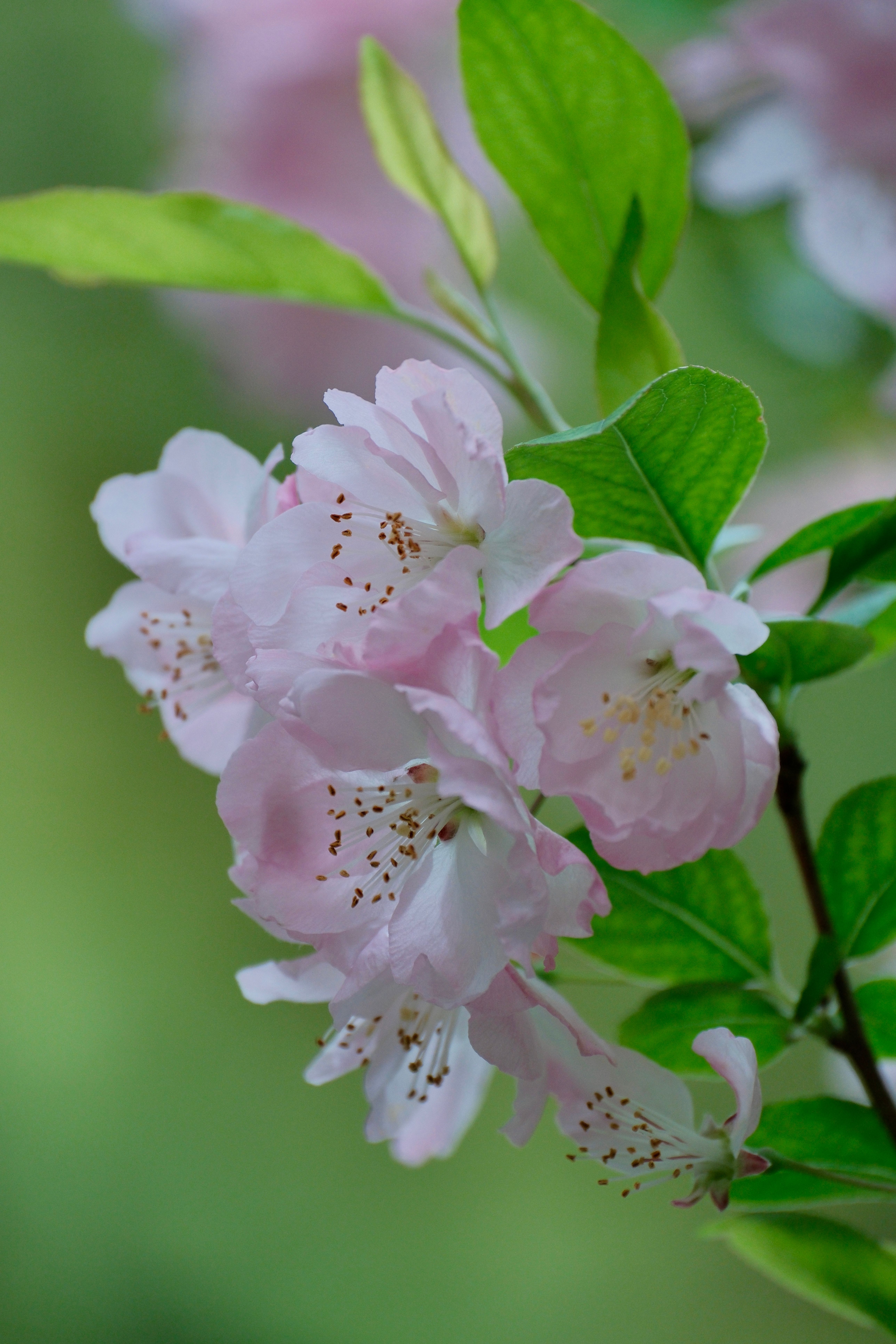 Delicate Pink Cherry Blossoms in Springtime · Free Stock Photo