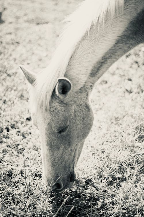 Free Black and white photo of a white horse grazing peacefully in a sunlit pasture. Stock Photo