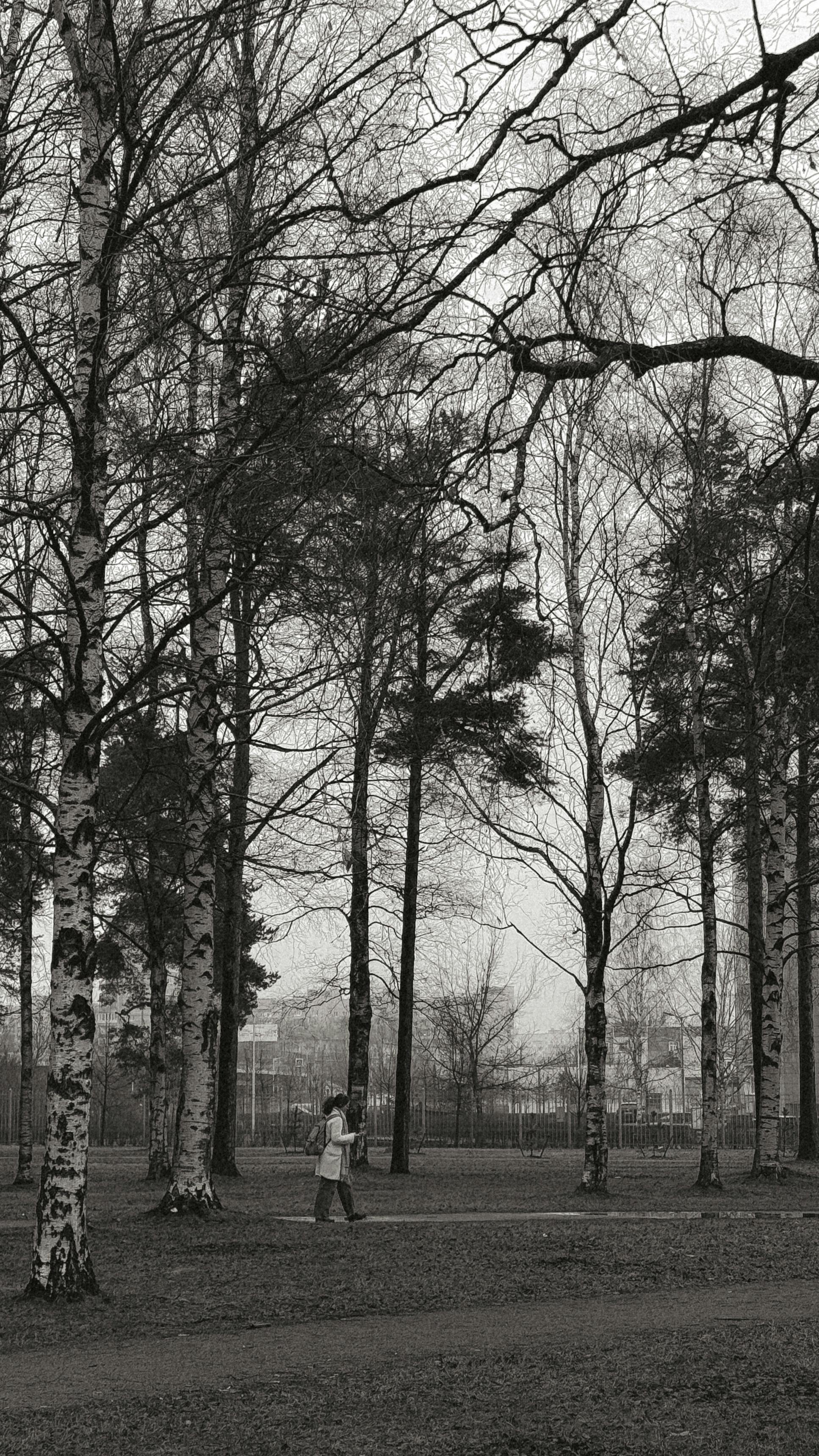 Serene black and white winter park scene featuring a lone walker among tall trees.