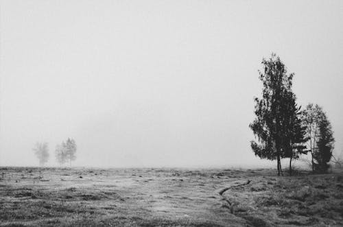 Foto d'estoc gratuïta de a l'aire lliure, amb boira, arbres