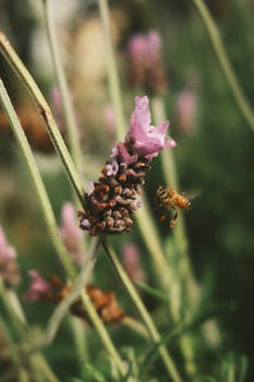Close-up photo of a honey bee pollinating a vibrant lavender flower outdoors.