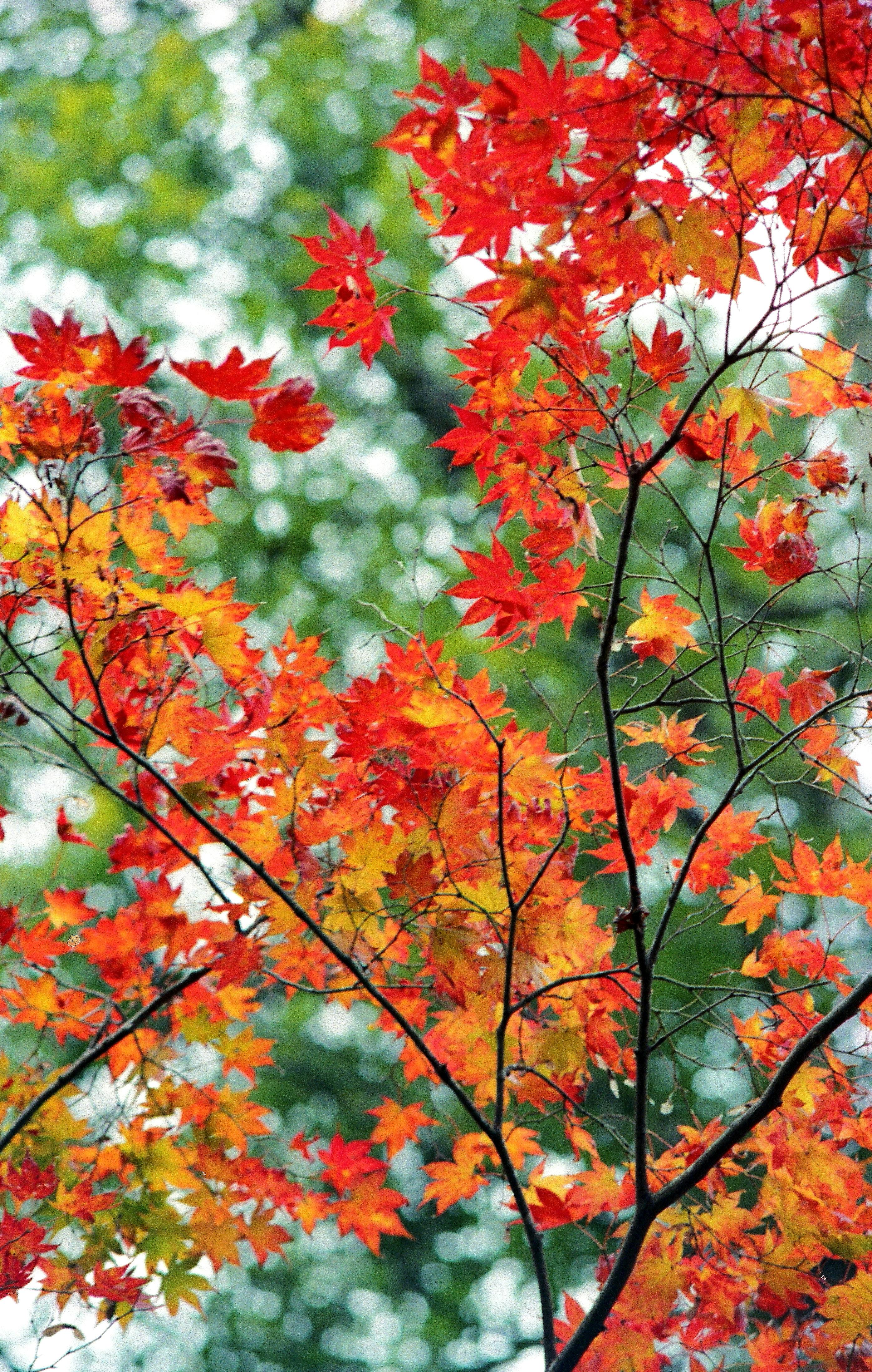 Vivid red Japanese maple leaves in full autumn color along a path