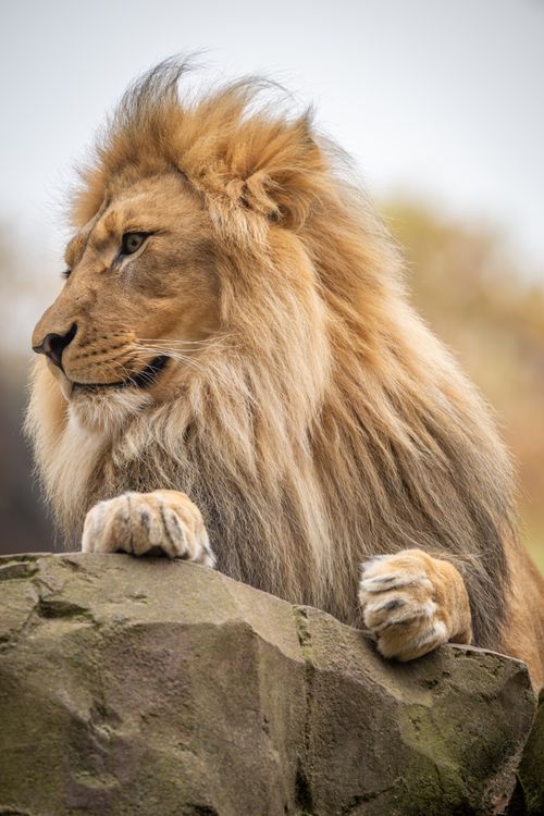 Leão Majestoso Descansando Em Uma Rocha Na Natureza · Foto profissional ...