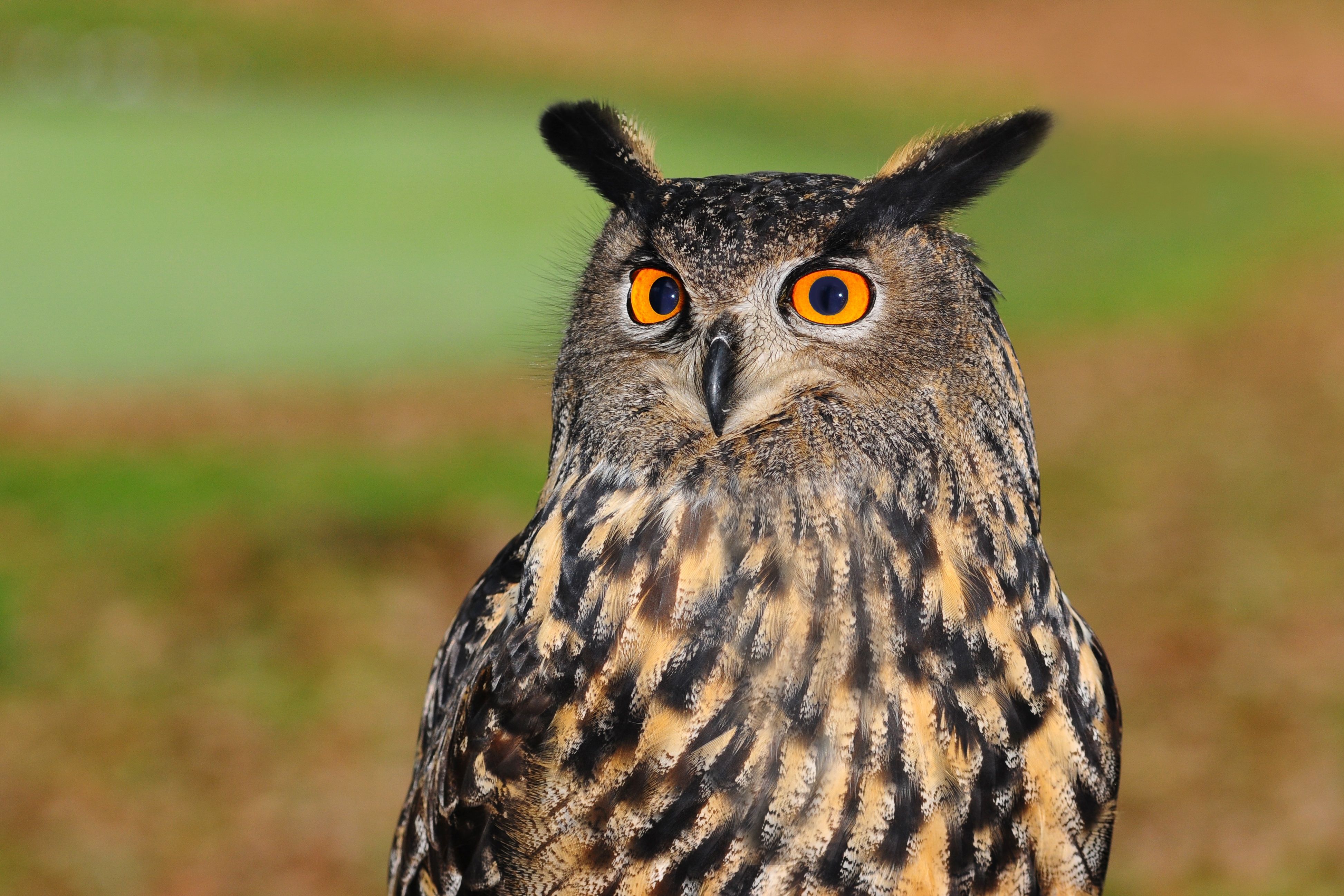47 Koleksi Wallpaper Burung Hantu Kopi HD