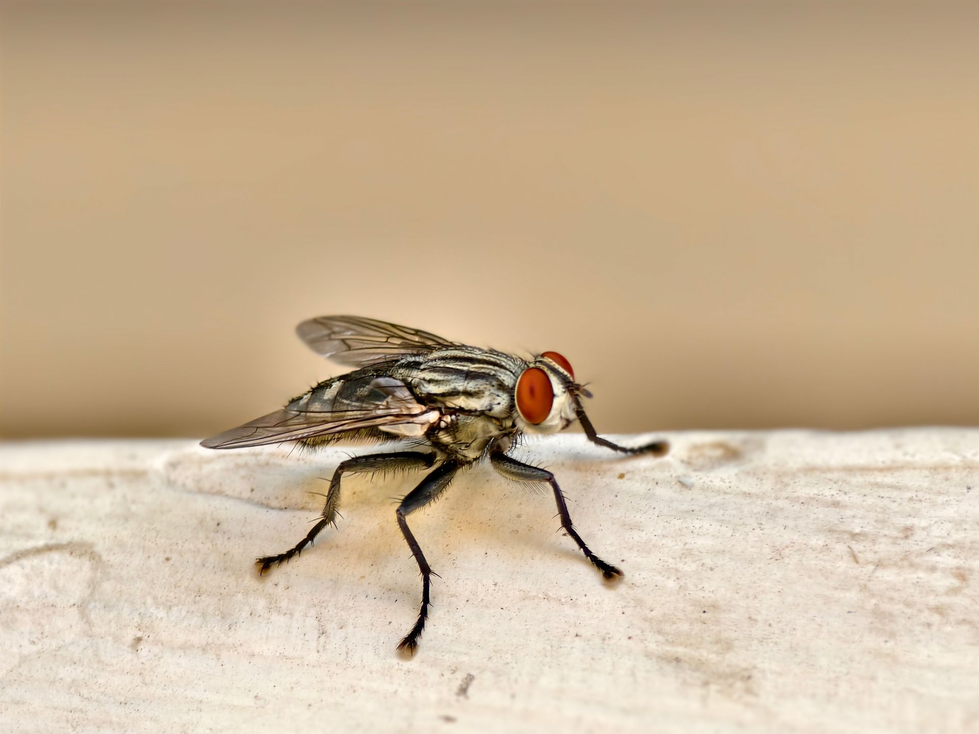 Detailed close-up image of a common house fly (Musca domestica) on a surface.