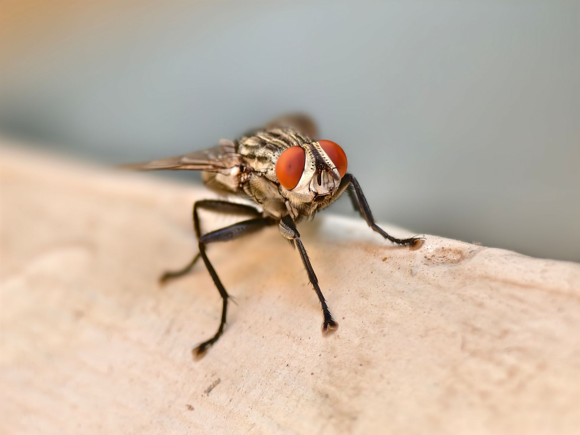 Close-up macro shot of a common house fly with red eyes sitting on a textured surface.