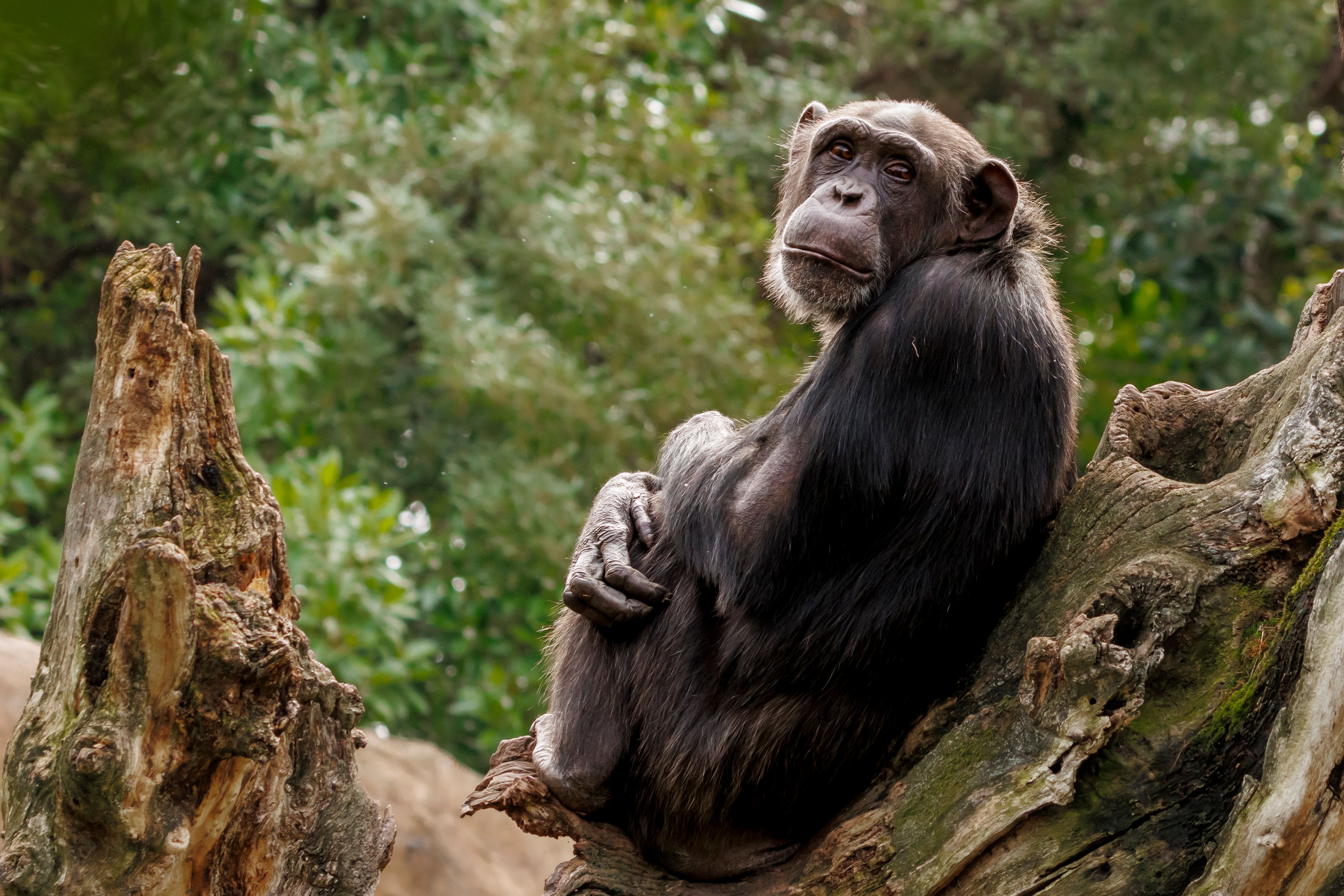 Chimpanzee Resting on Tree in Natural Habitat · Free Stock Photo