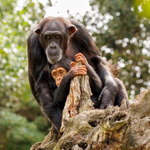 Free A chimpanzee mother holding her child on a tree in a lush forest background. Stock Photo