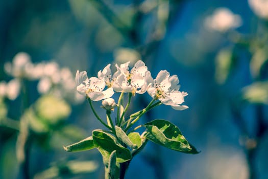 Capture the essence of spring with these delicate blooming flowers under vibrant skies.