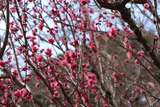 red plum blossom pink