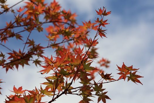 Close-up of vibrant Japanese maple leaves in autumn colors against a clear blue sky.