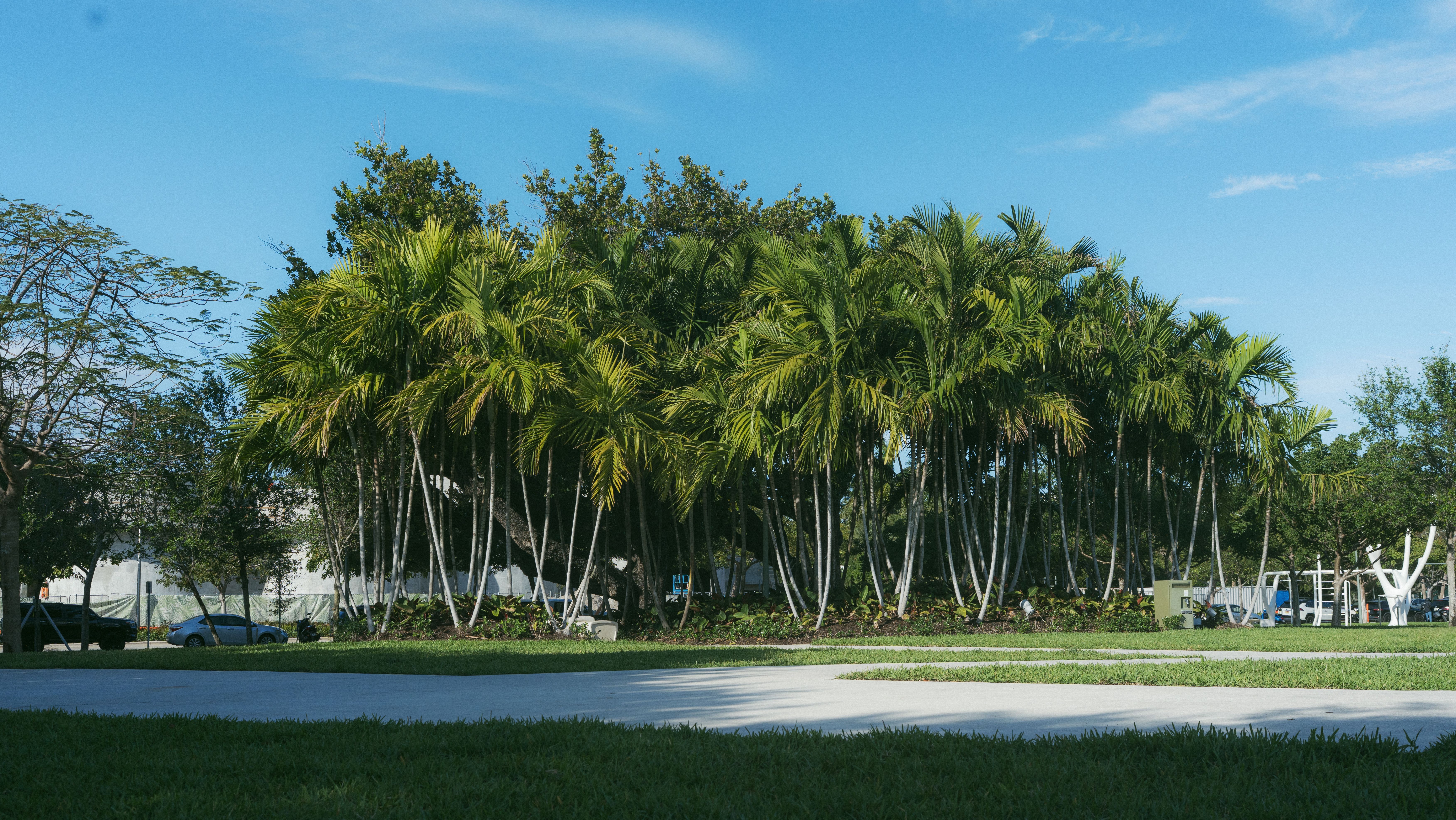 Lush Green Palm Trees Under Clear Blue Sky · Free Stock Photo