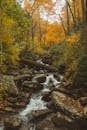一条风景优美的溪流流经美国大烟山国家公园秋季充满活力的森林