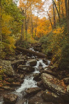 一条风景优美的溪流流经美国大烟山国家公园秋季充满活力的森林