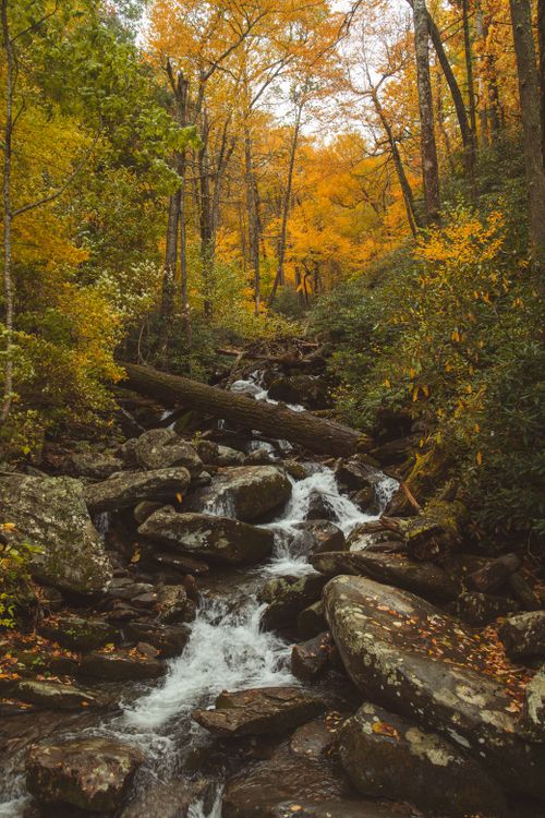 Free A scenic stream flows through a vibrant autumn forest in Great Smoky Mountains National Park, USA. Stock Photo