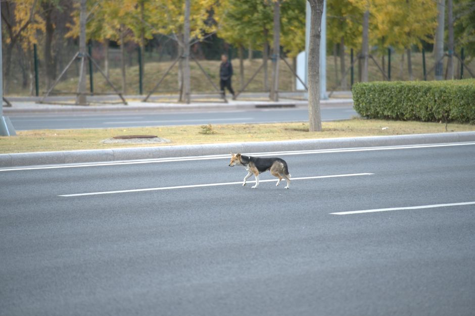 A lone dog crosses a quiet urban street in autumn.