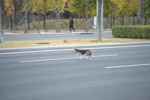Free A lone dog crosses a quiet urban street in autumn. Stock Photo