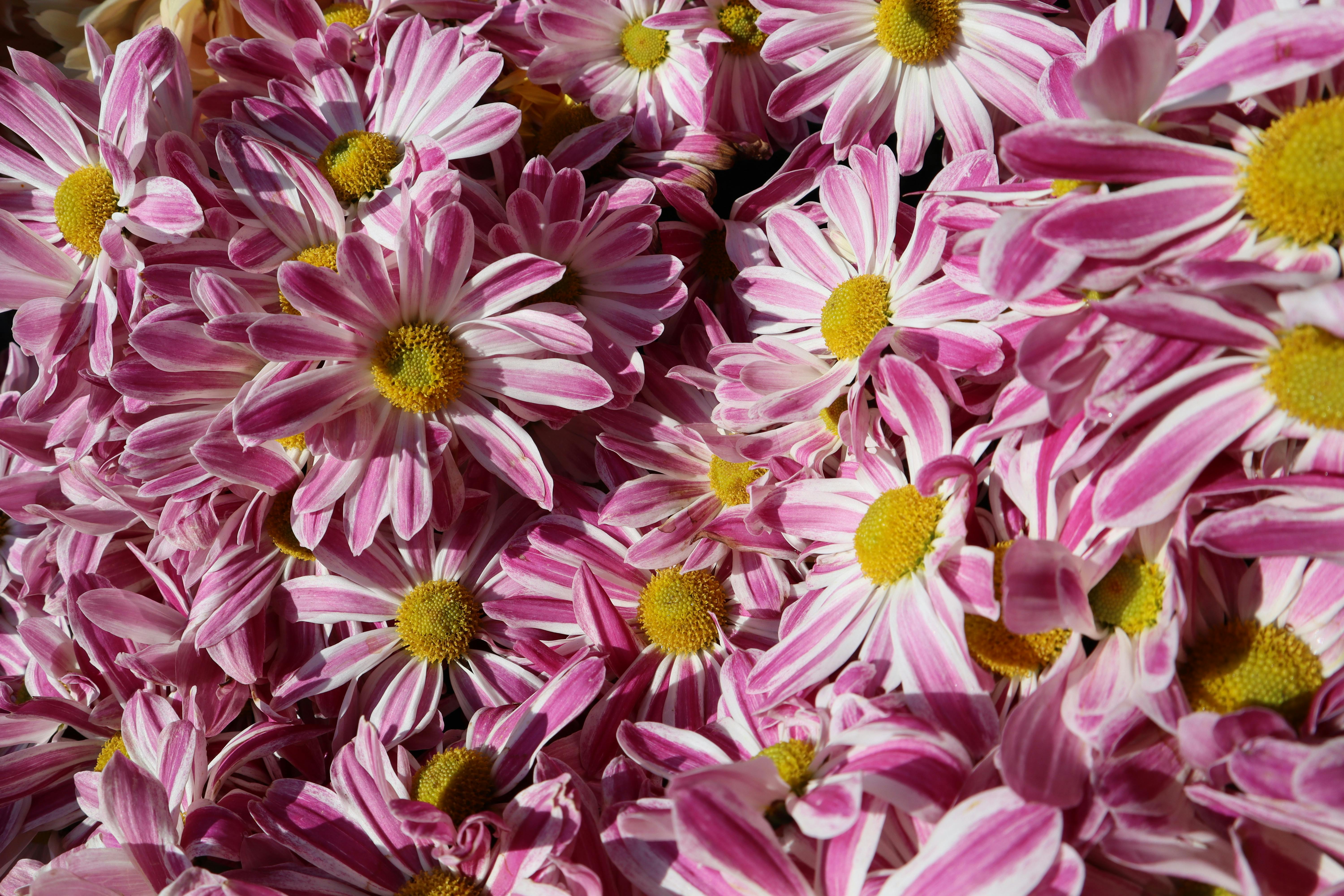 A vibrant display of pink chrysanthemums with yellow centers, showcasing natural beauty.