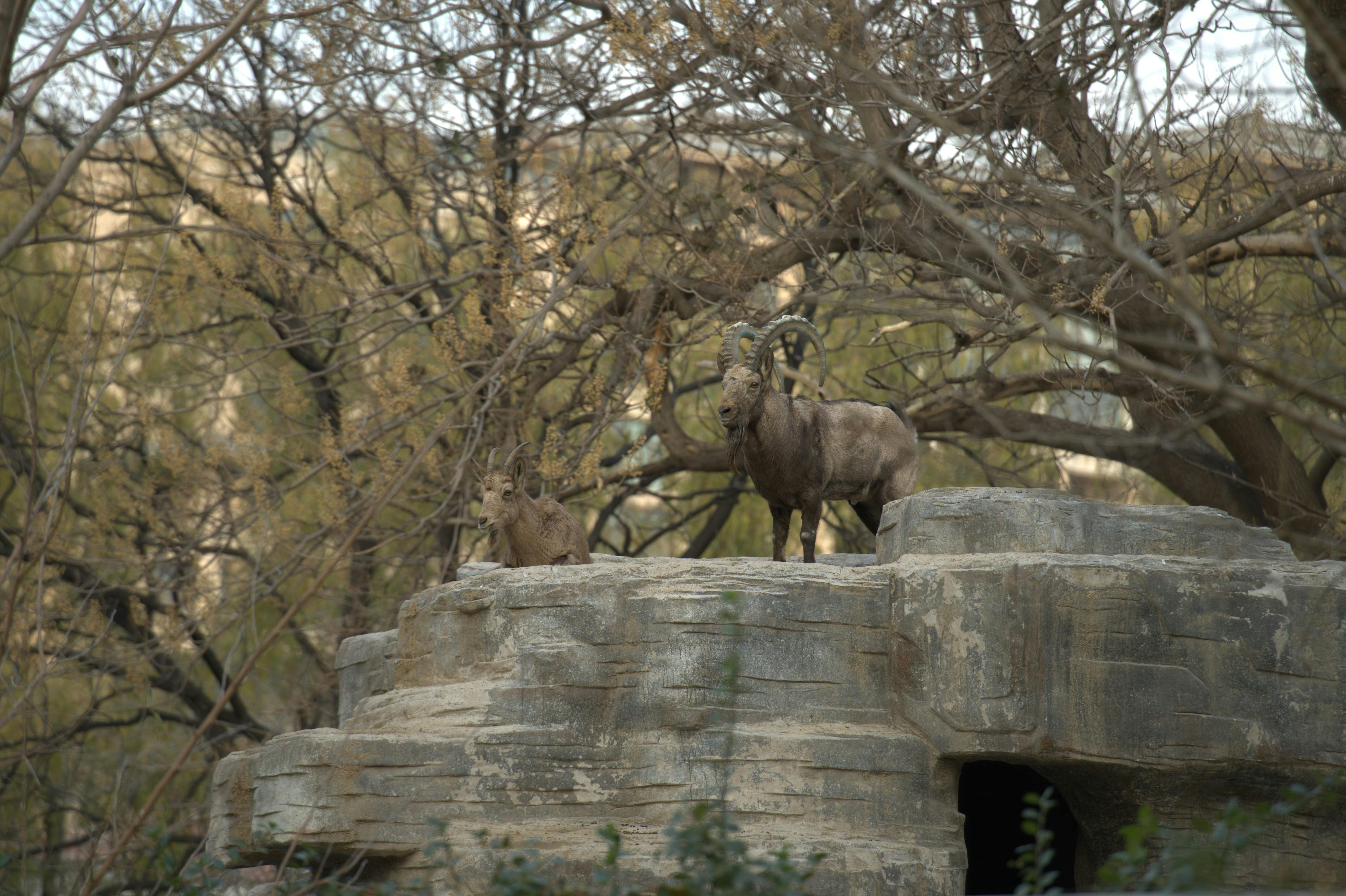 Gratuit Une paire de chèvres sauvages debout sur des rochers au milieu d'une forêt aux arbres nus. Photos