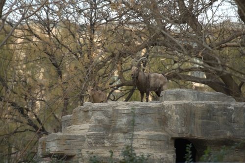 Free A pair of wild goats standing on rocks amidst a forest with bare trees. Stock Photo