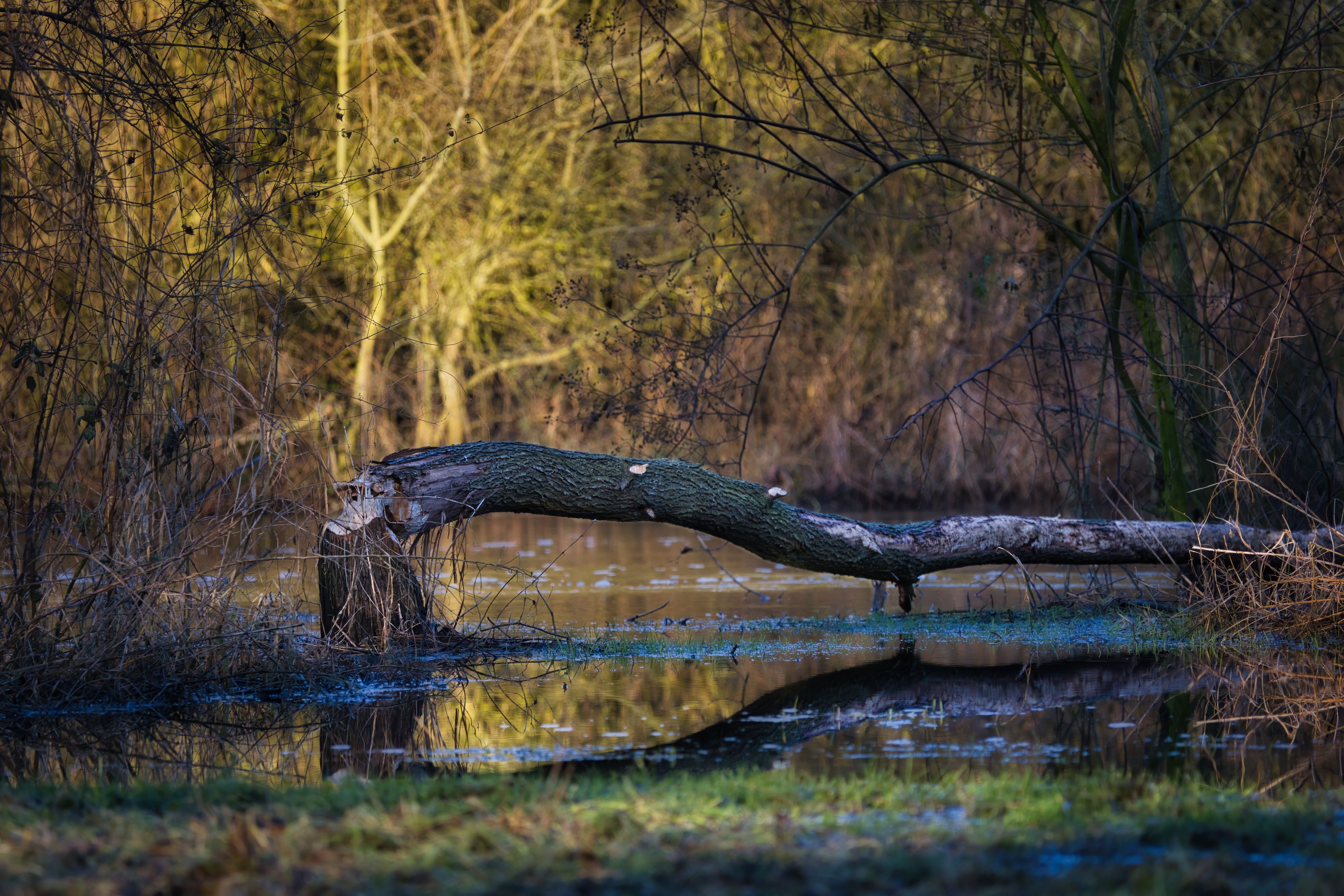 Serene Forest Scene with Fallen Tree and River · Free Stock Photo