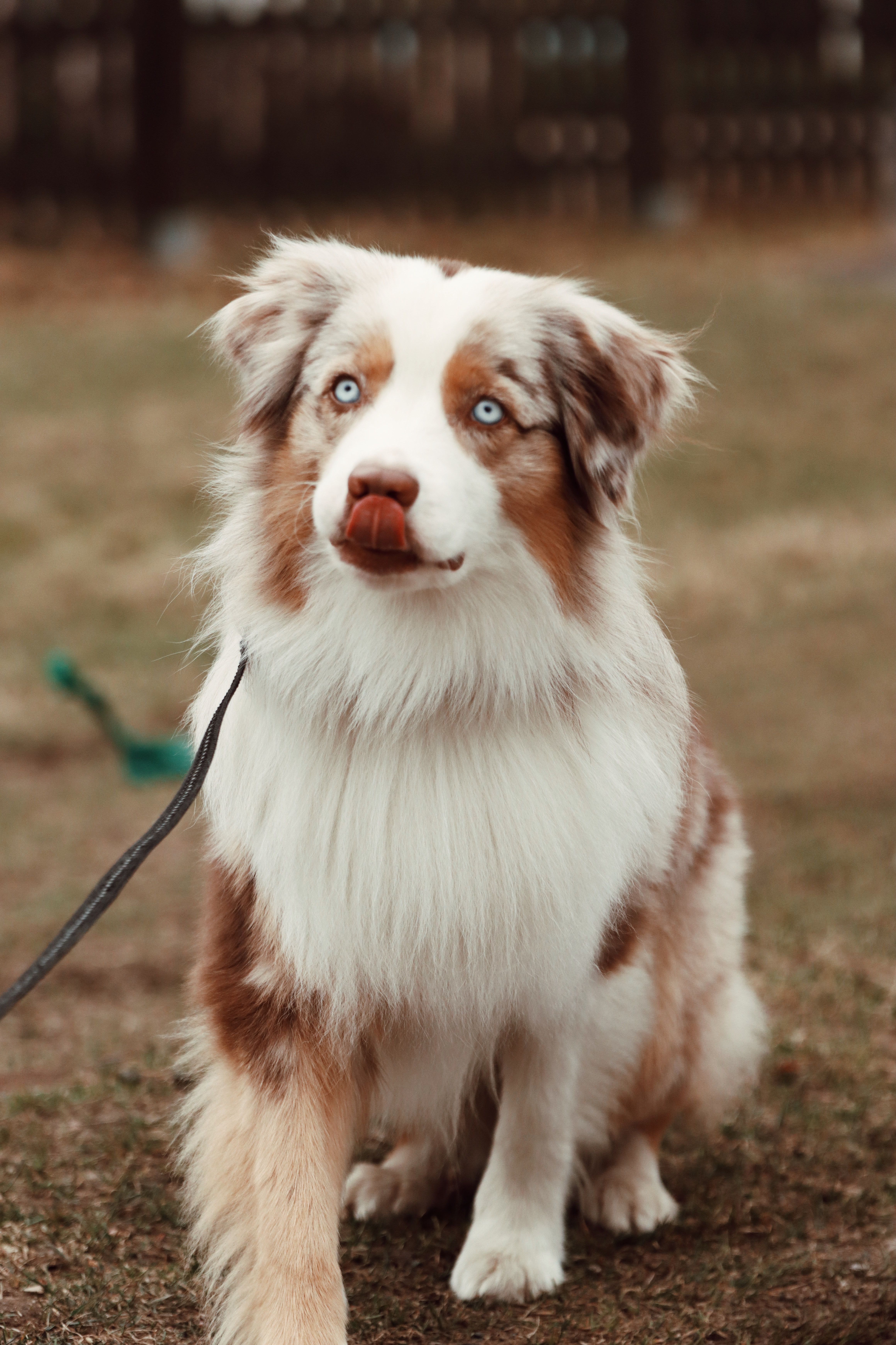 Australian Shepherd Dog Portrait in Sweden · Free Stock Photo