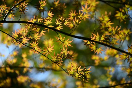 Free Delicate autumn leaves casting shadows and light, highlighting nature's beauty. Stock Photo
