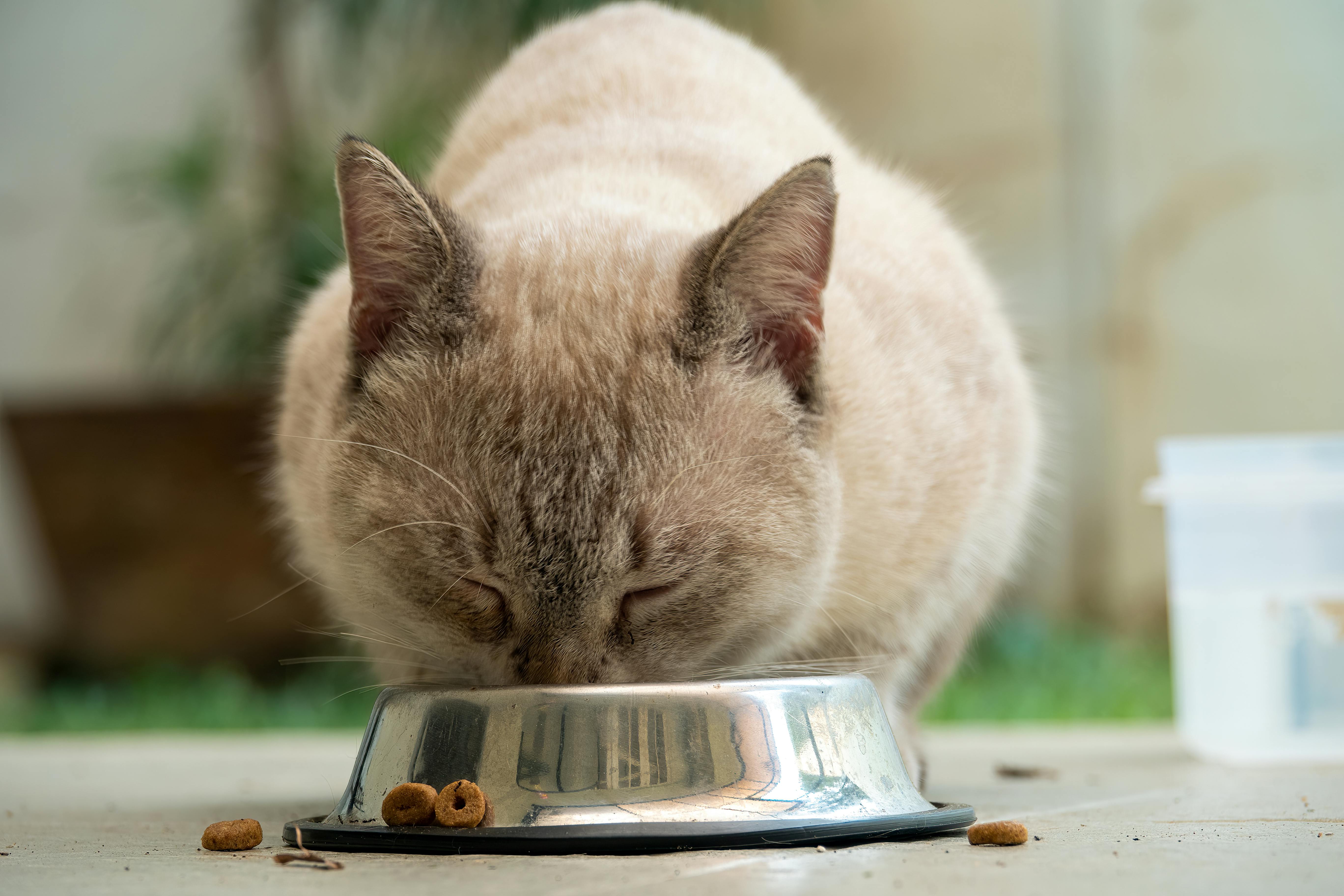Siamese cat eating from metal bowl outdoors