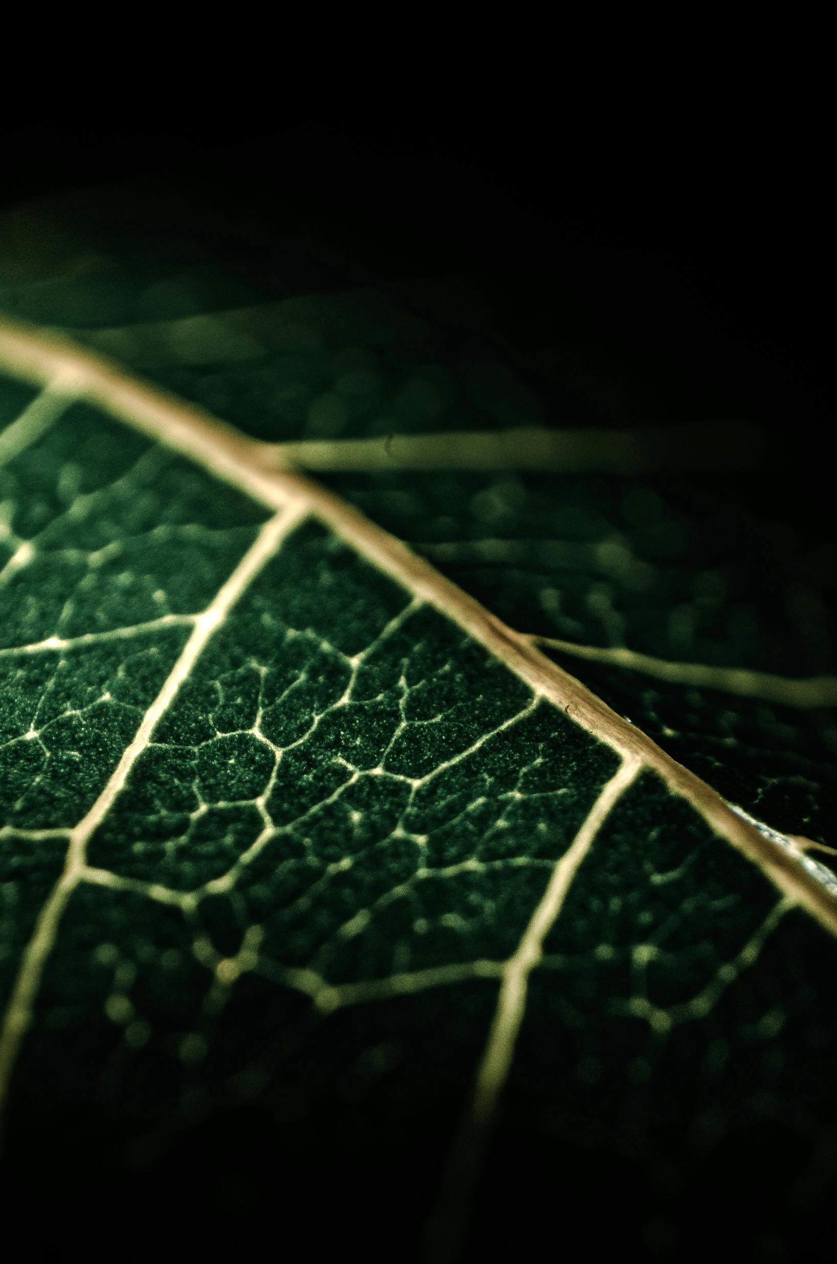 Detailed macro photograph showcasing the intricate vein pattern of a green leaf.