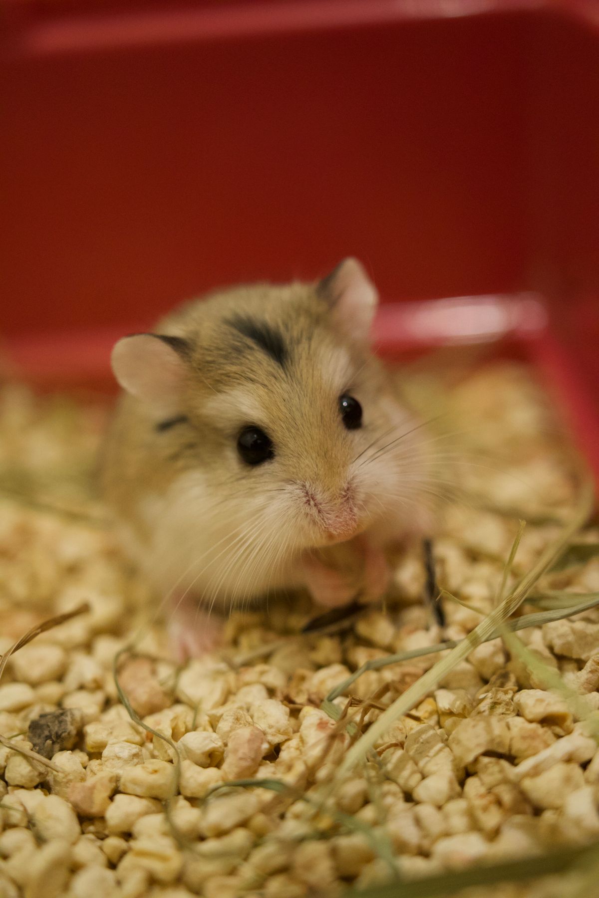 Set Up a Hamster Enclosure for the - PawPrintHub visual guide 4