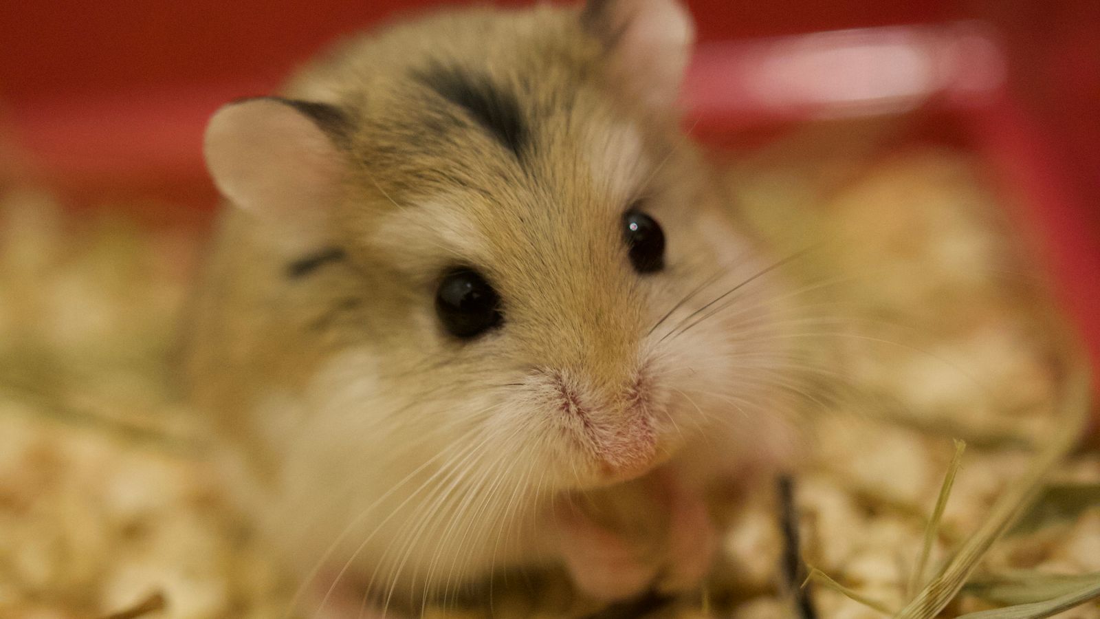 Hamster Öldü mü, Torporda mı? Belirtiler ve İlk Yardım