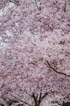 Cherry blossom trees in full bloom, capturing the essence of spring's beauty.