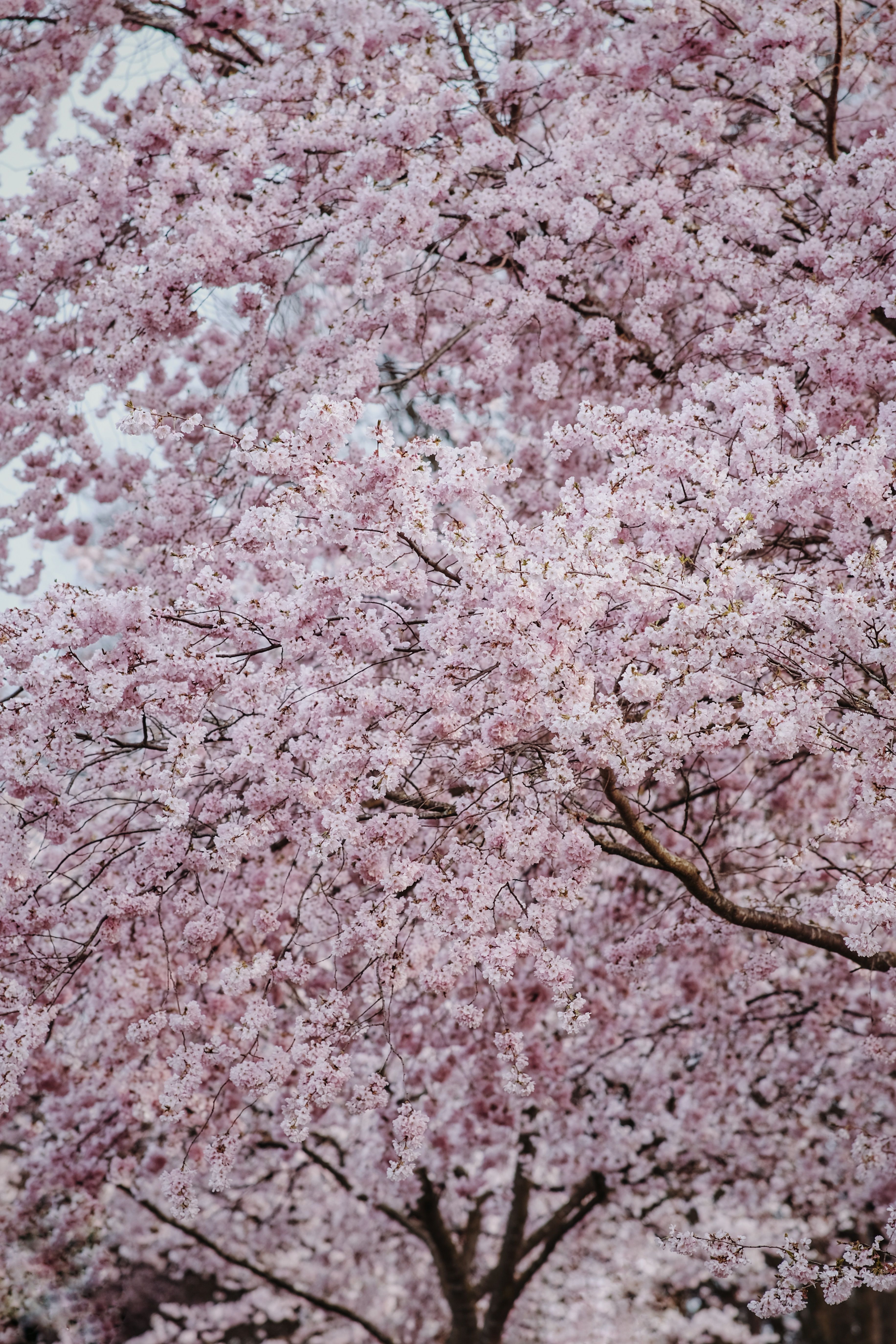 Beautiful Cherry Blossom Trees in Bloom · Free Stock Photo