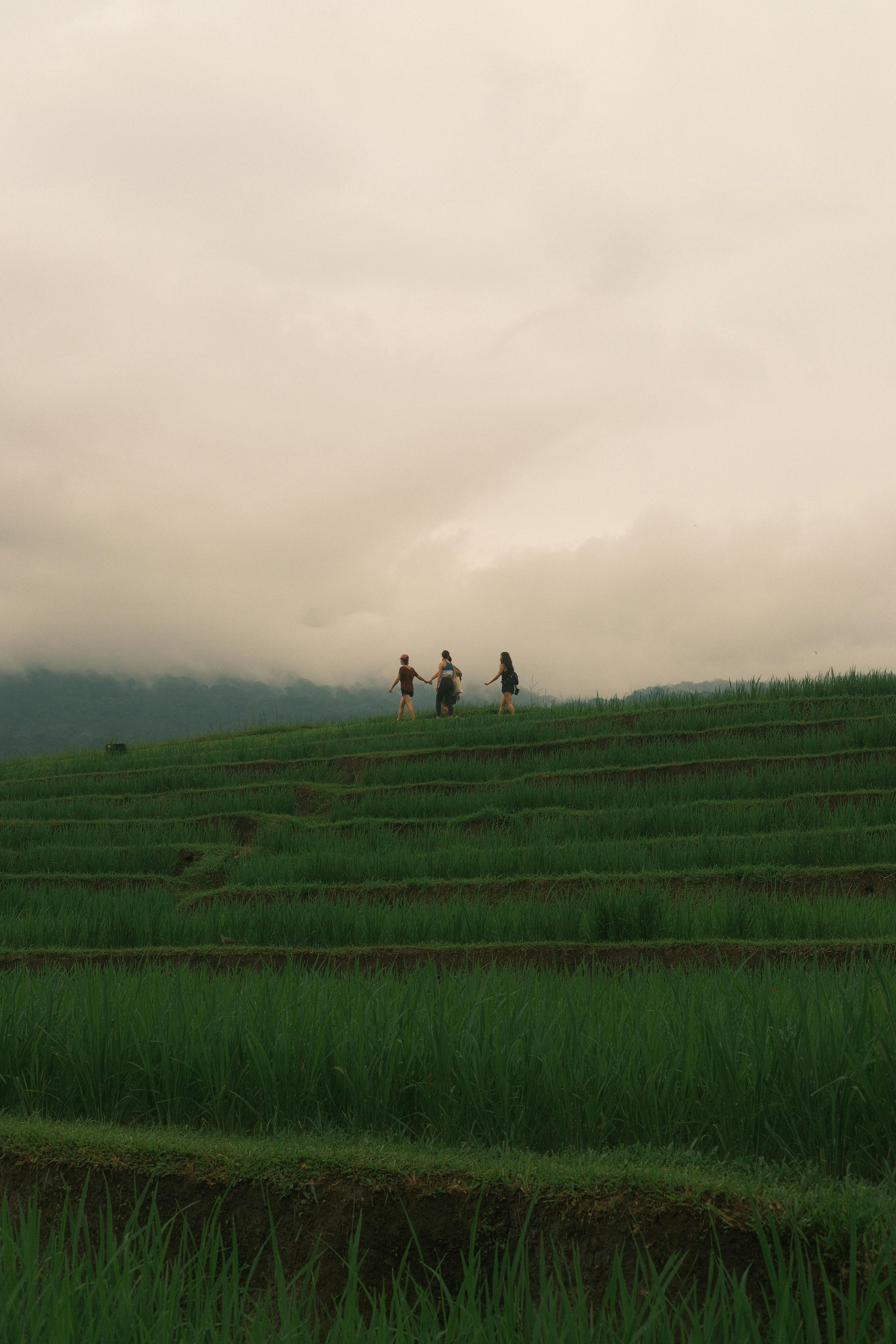 Three people walking through lush green rice terraces under a cloudy sky.