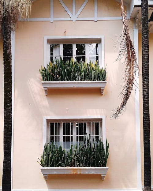 窗前的植物淺焦點照片