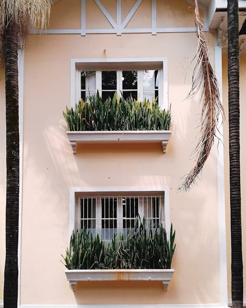 Photo De Mise Au Point Peu Profonde Des Plantes Devant La Fenêtre