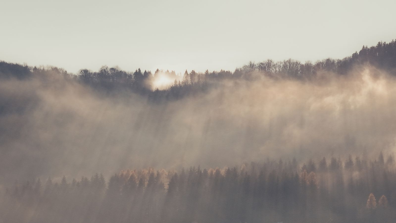 Misty forest sunrise in the Western Ghats