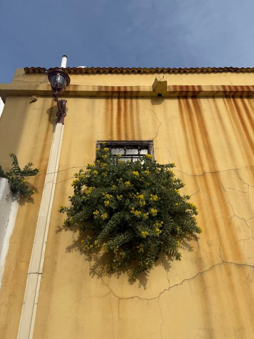 Free A vibrant yellow wall with blooming greenery under a rustic lamp against a clear sky. Stock Photo