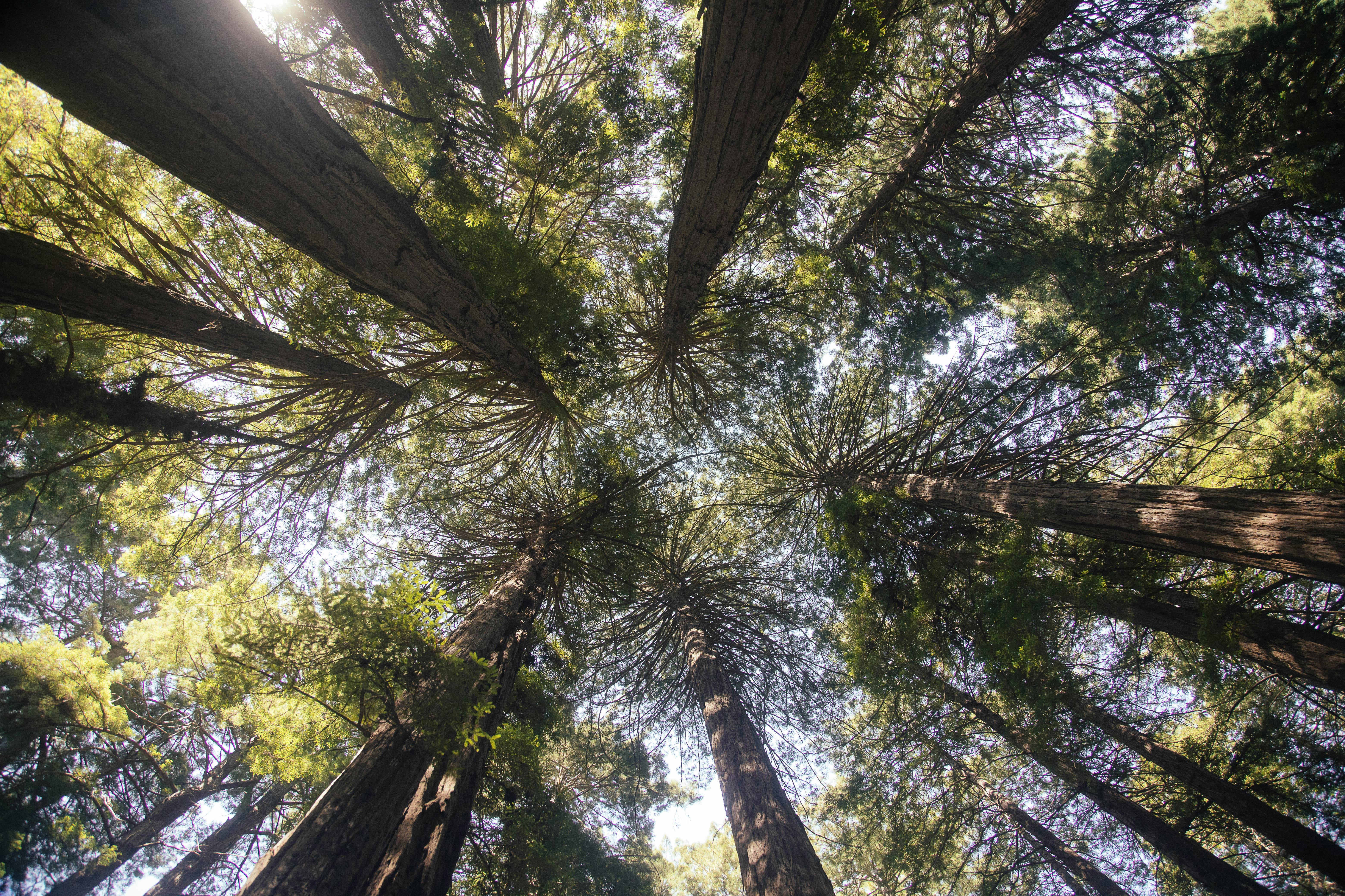 Day Trips from San Francisco: Muir Woods, Napa Valley, or Yosemite?