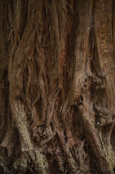 hinoki cypress bark texture