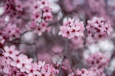 Cherry blossoms blooming