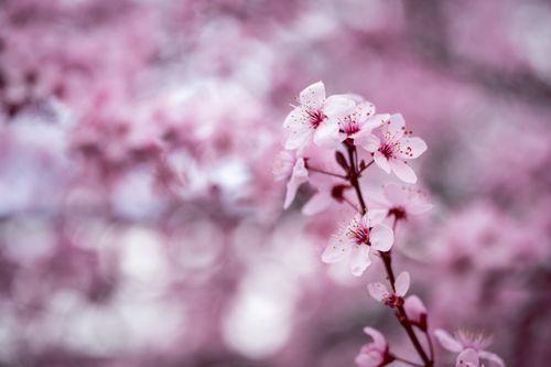 Free Delicate pink cherry blossoms in full bloom, showcasing spring beauty. Stock Photo