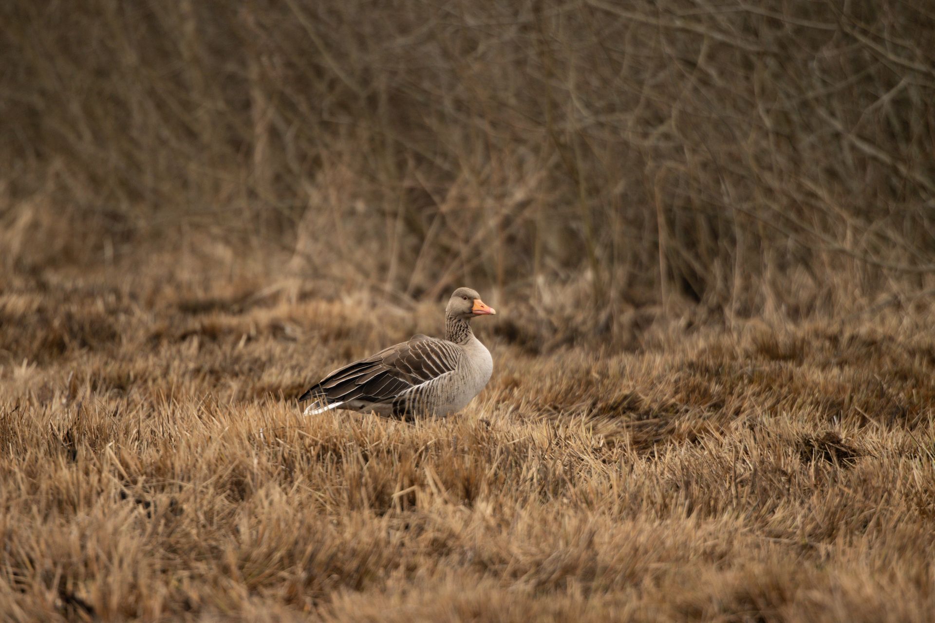 Greylag goose resting in the wild grasslands of Jönköping, Sweden.