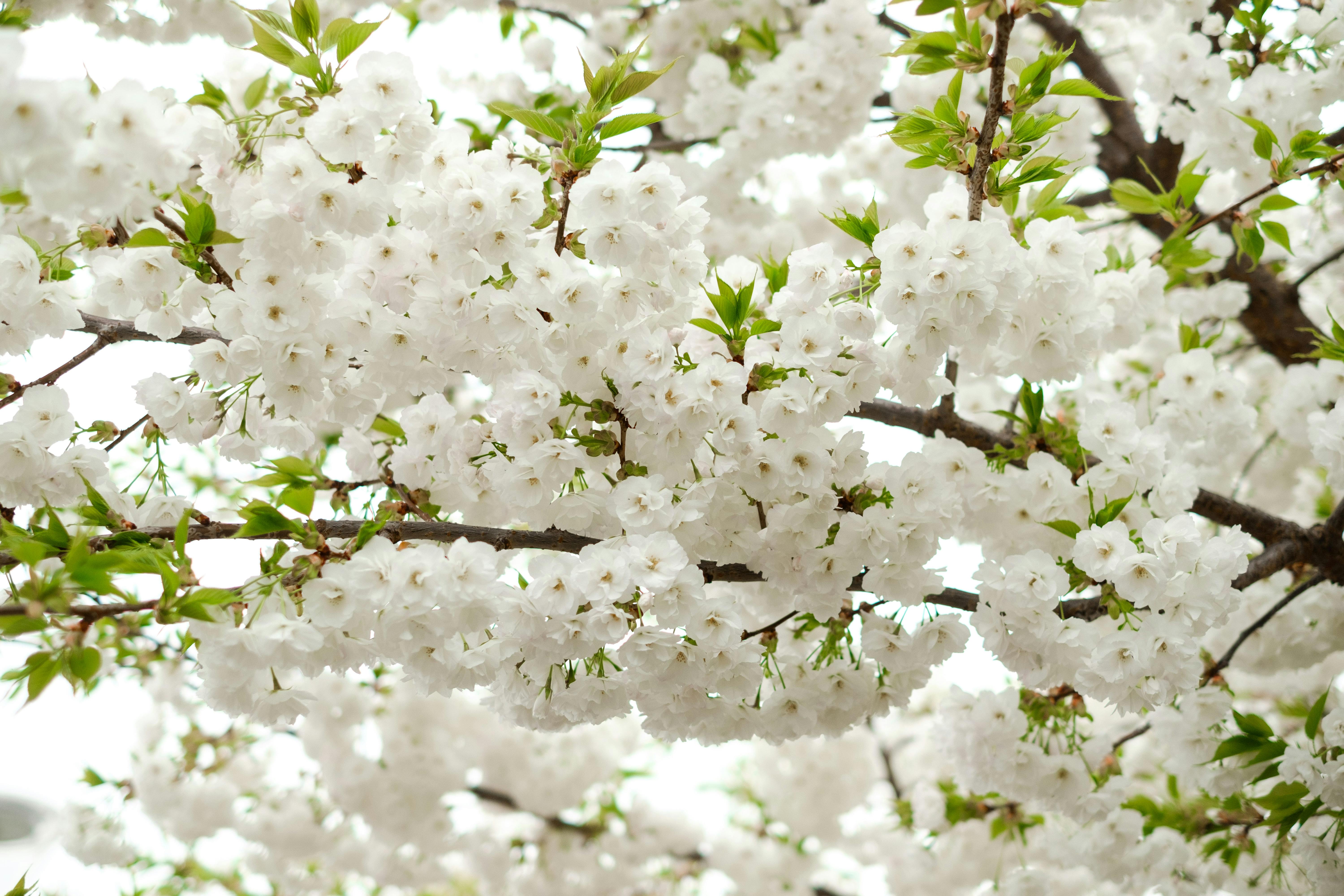 Bright white cherry blossoms blooming on tree branches, highlighting natural beauty.
