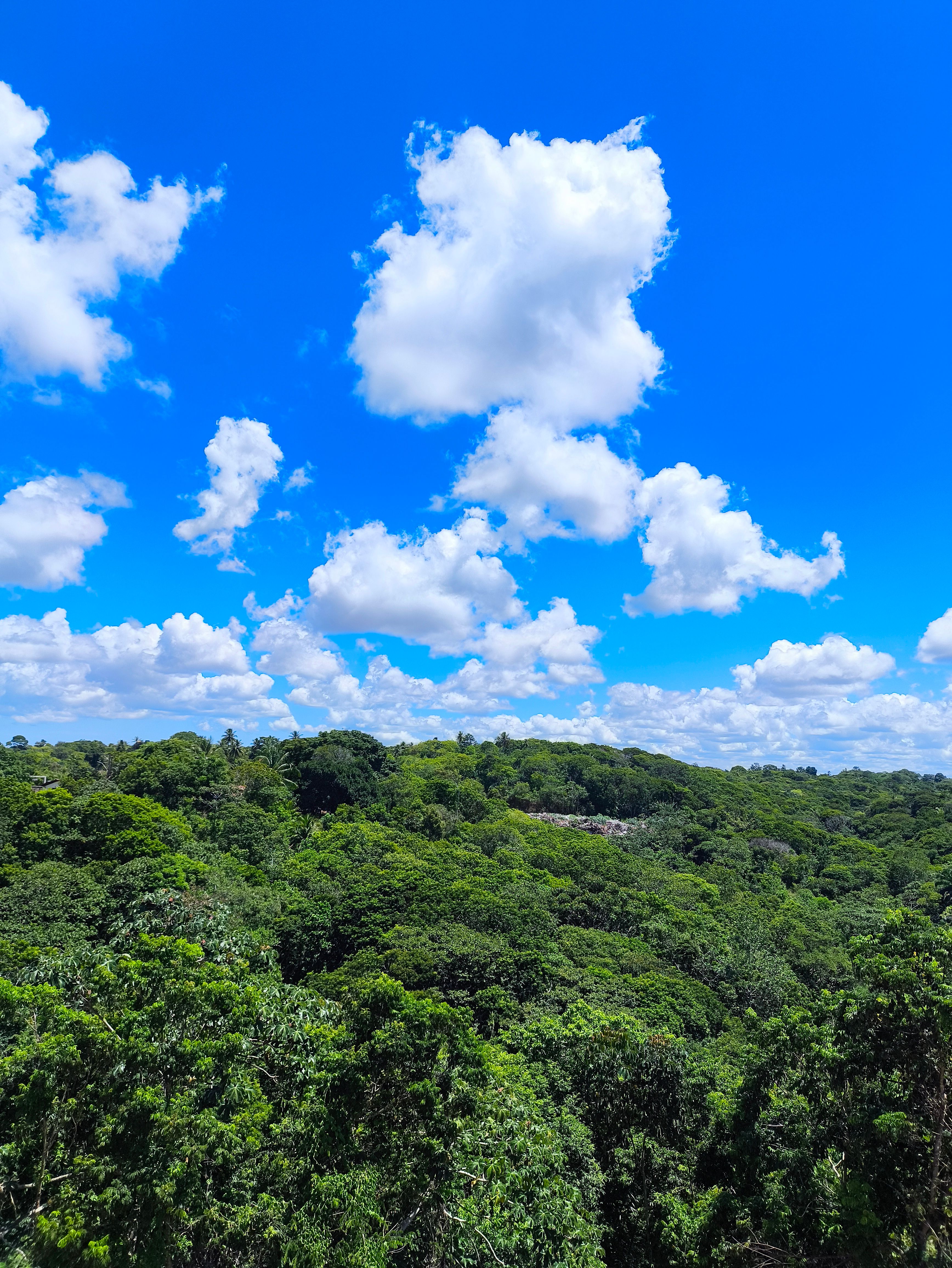 Lush Green Forest Under Bright Blue Sky · Free Stock Photo